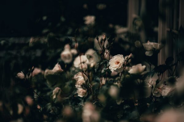 photo 1542874411 5839f2315af0