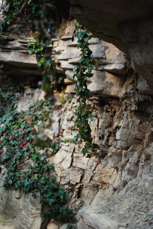 眼睛乾澀不適?解決方法與眼部護理建議 9 photo 1585214242642 49c3c8e2e99d