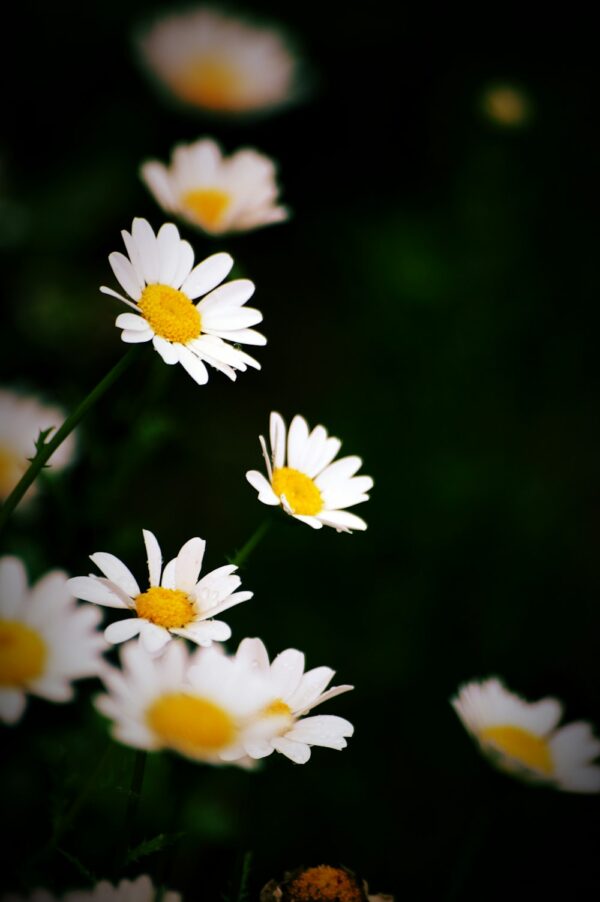 photo 1603386269133 faf5ec3899bf